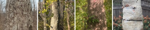 seasons with the Cosmic Mother Tree