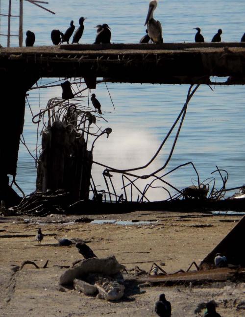 beach and ocean images, Santa Cruz CA