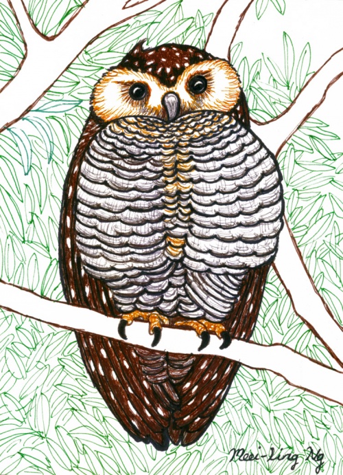 Owl