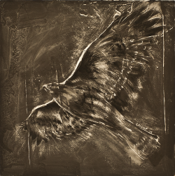 Red Tailed Hawk, drawing, charcoal, bird, raptor