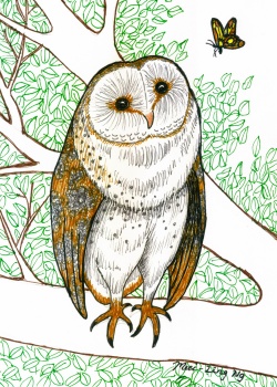 Owl