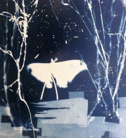 cyanotype, moth, forest