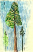 Tree, colored pencil, artist book