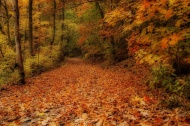 Wissahickon Fallen - photograph by Elena Bouvier