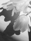 White on white, Tulips with shadows