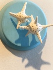 Star Shaped Sand Protists