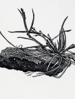 Dirt Star, Rebecca Gilbert, wood engraving