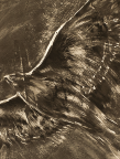 Red Tailed Hawk, drawing, charcoal, bird, raptor