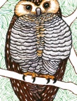 Owl