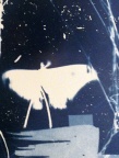 cyanotype, moth, forest