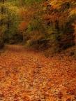 Wissahickon Fallen - photograph by Elena Bouvier